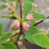 Enkianthus campanulatus var. palibinii